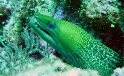 Unduated Moray by Etienne Quah 